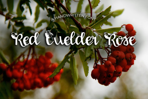 Red Guelder Rose